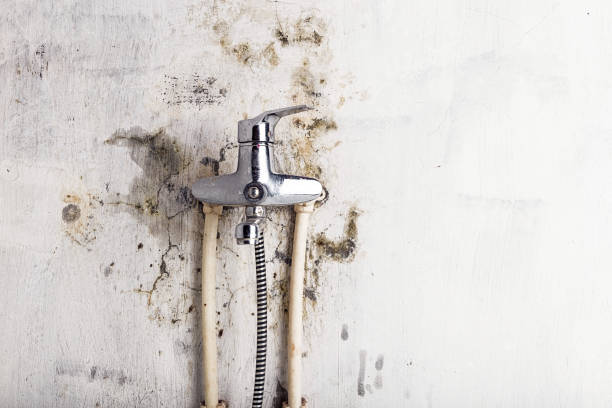 Professional Mold Removal in Boyce, LA