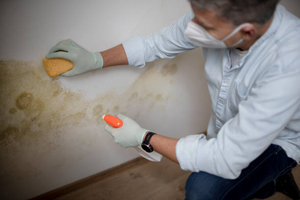 Best Mold Removal and Inspection  in Boyce, LA