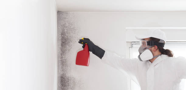 Best Attic Mold Removal  in Boyce, LA
