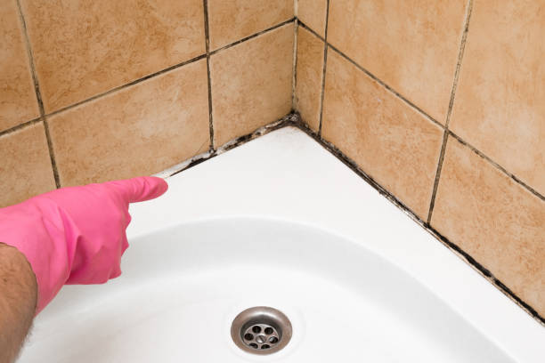 Certified Mold Removal in Boyce, LA
