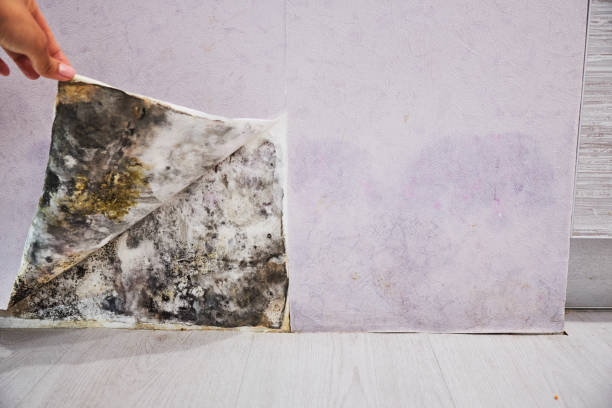 Best Toxic Mold Removal  in Boyce, LA